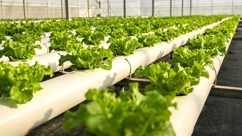 高清大图下载【趣麦麦图】蔬菜栽培水培系统 