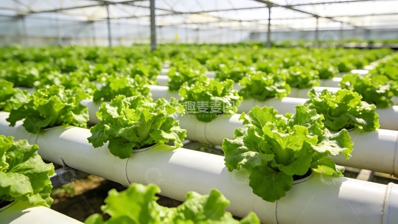 高清大图下载【趣麦麦图】水培蔬菜栽种