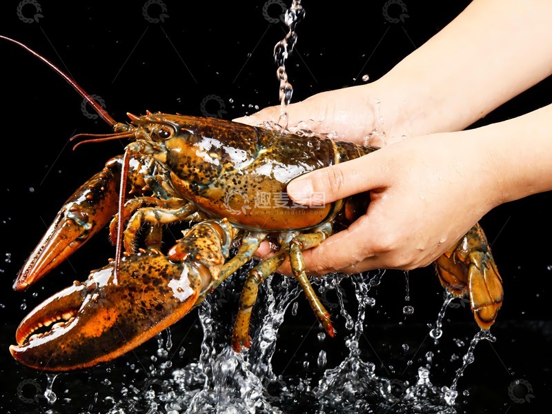 高清大图下载【趣麦麦图】新鲜澳洲龙虾