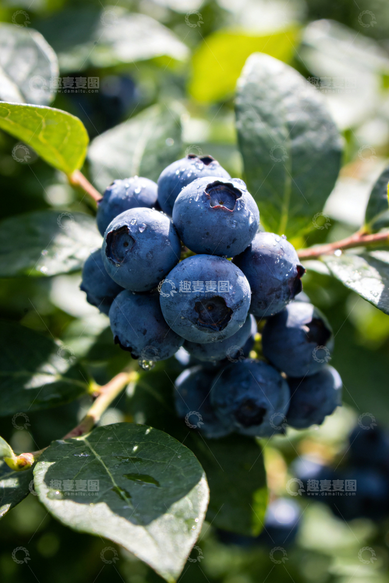 高清大图下载【趣麦麦图】蓝莓果实特写摄影图片