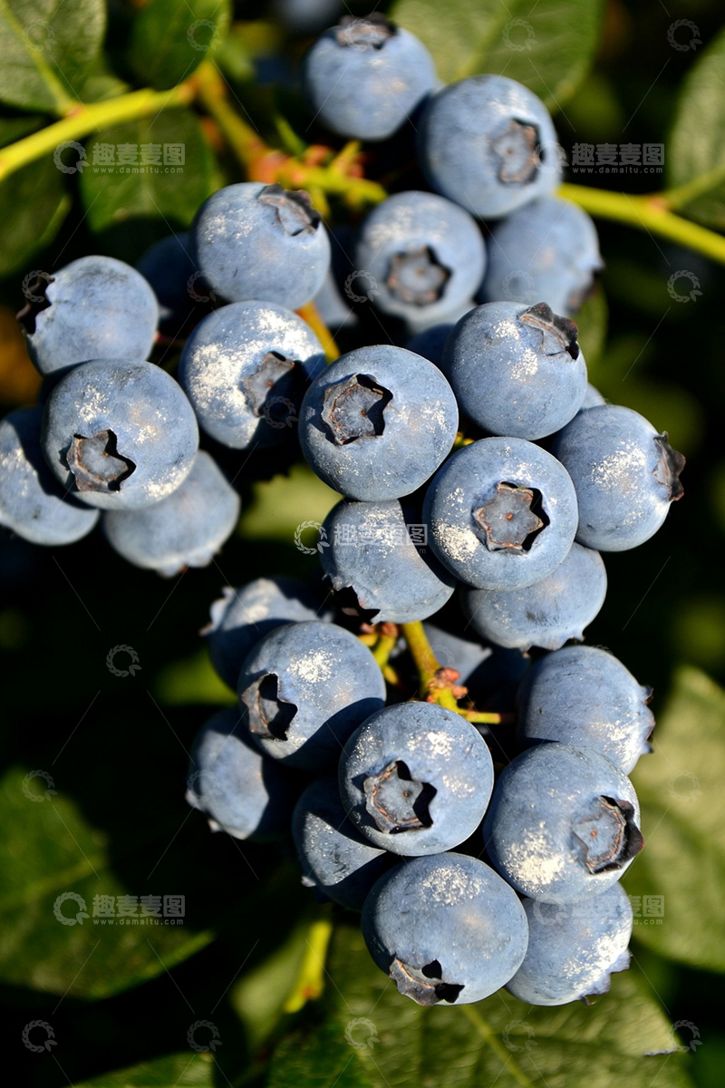 高清大图下载【趣麦麦图】蓝莓果实特写摄影图片