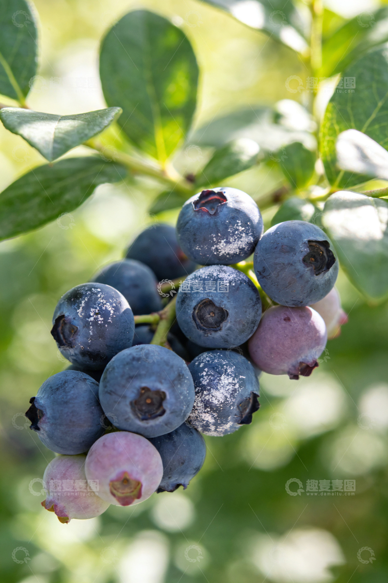 高清大图下载【趣麦麦图】蓝莓果实特写2