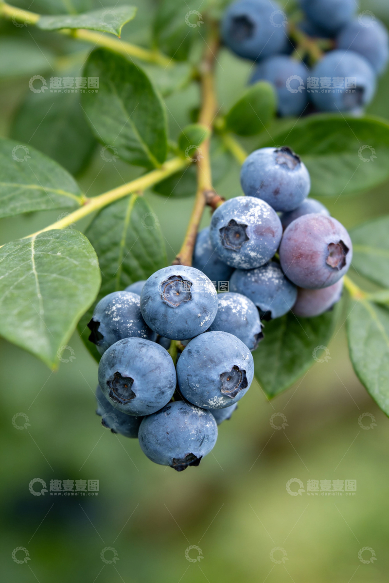高清大图下载【趣麦麦图】蓝莓果实特写自然摄影
