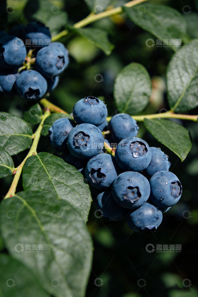 高清大图下载【趣麦麦图】蓝莓果实绿叶自然风光摄影
