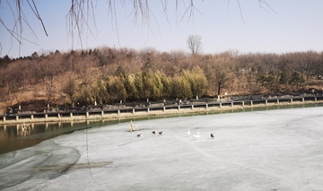 冬日湖面冰封鸭子游
