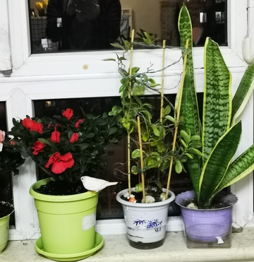 窗台绿植组合盆栽摄影图片