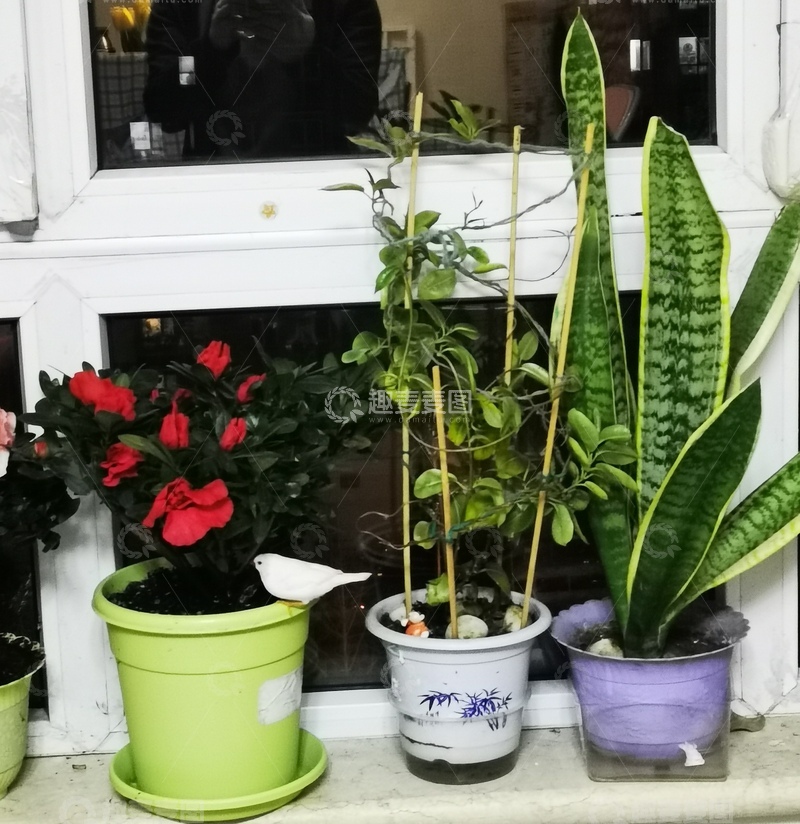 高清大图下载【趣麦麦图】窗台绿植组合盆栽摄影图片