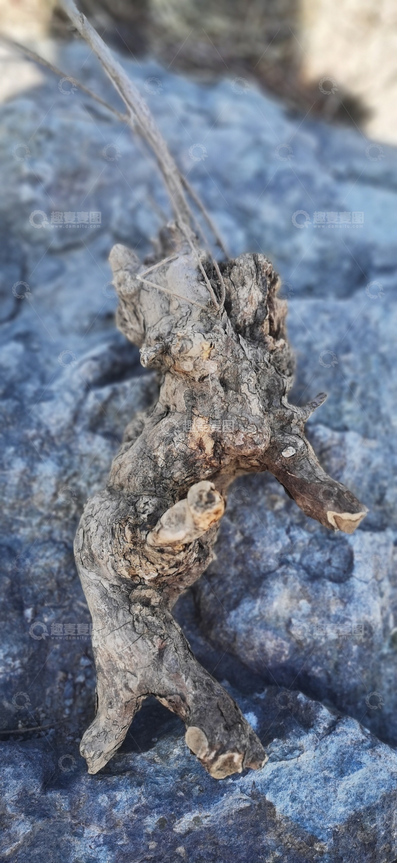 高清大图下载【趣麦麦图】岩石上的枯木艺术