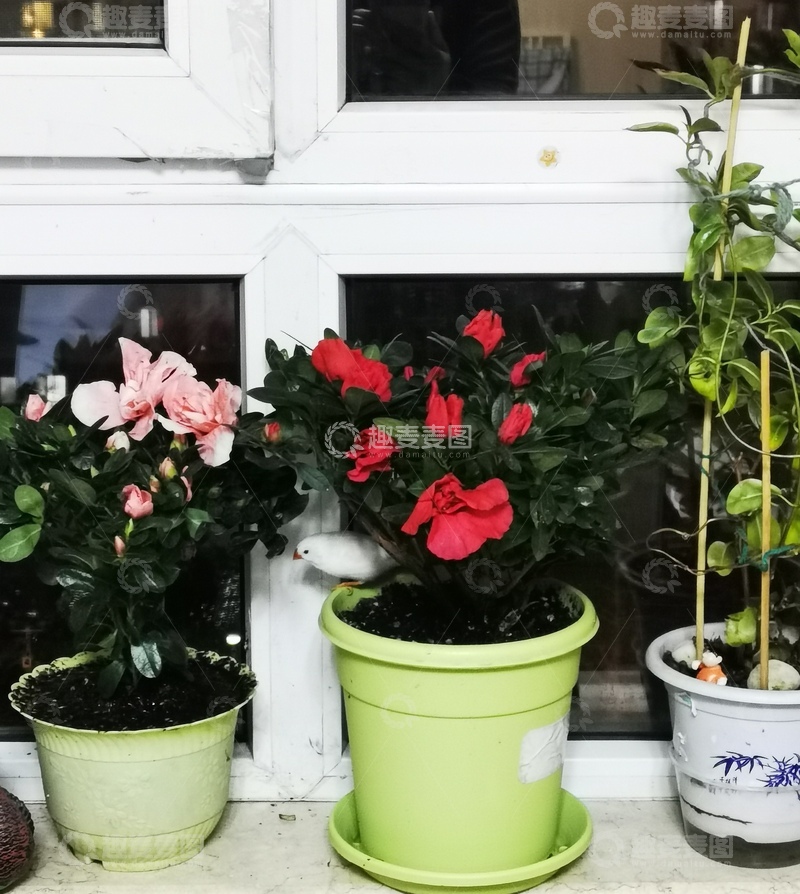 高清大图下载【趣麦麦图】窗台花卉盆栽欣赏