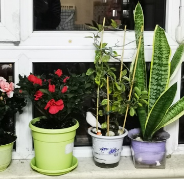 窗台绿植风景盆栽园艺展示