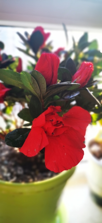 红花盆栽特写