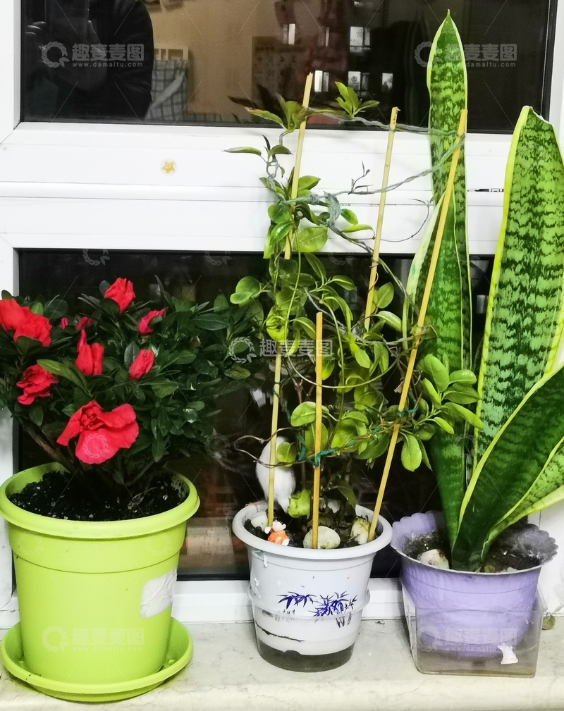 高清大图下载【趣麦麦图】窗台绿植组合盆栽