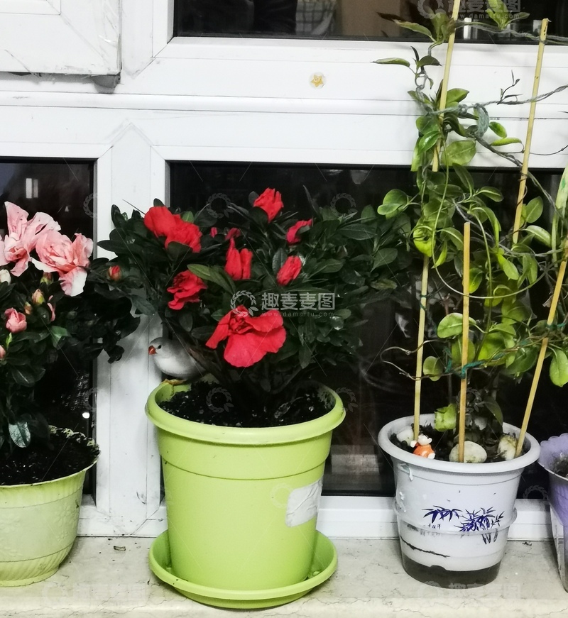 高清大图下载【趣麦麦图】阳台盆栽花卉