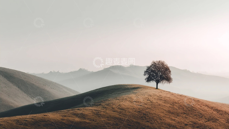 高清大图下载【趣麦麦图】孤树横跨金色山丘的寂寞诗篇