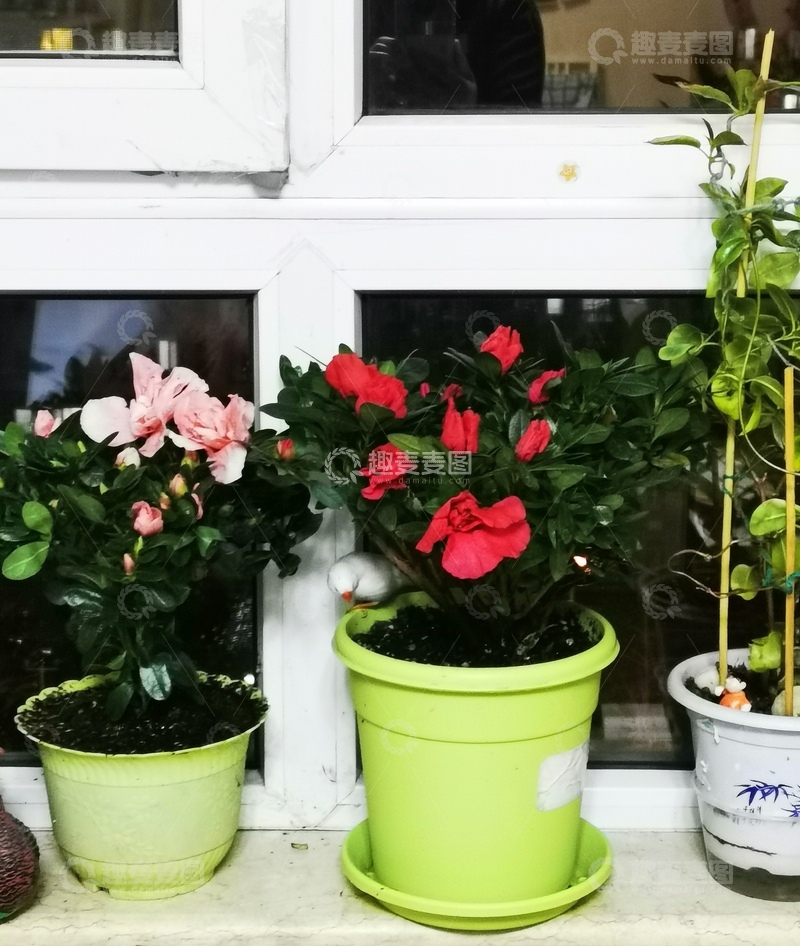 高清大图下载【趣麦麦图】窗台盆栽花卉