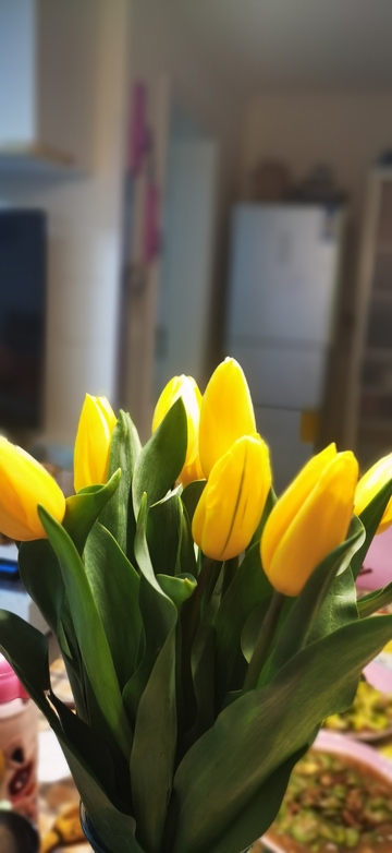 室内黄花郁金香特写