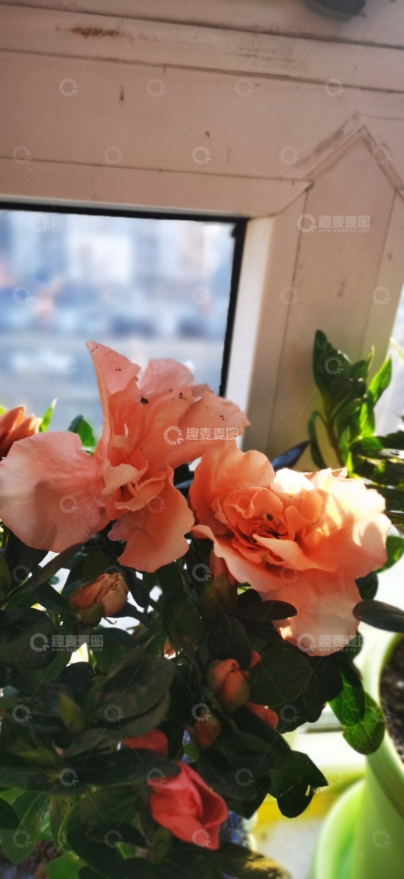 高清大图下载【趣麦麦图】窗台橘粉月季盛开