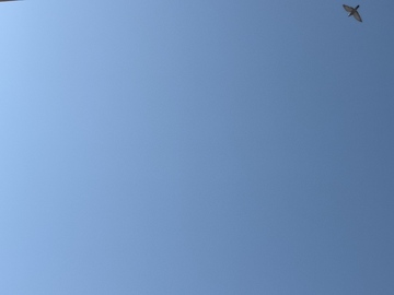 蓝天飞鸟剪影自然风光摄影