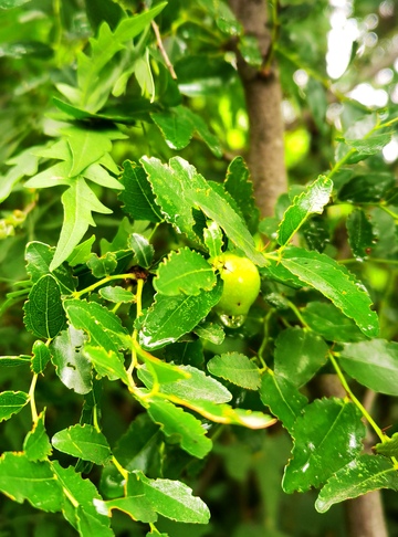 绿意盎然枣树果实