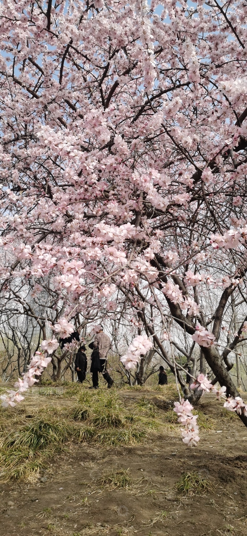高清大图下载【趣麦麦图】樱花盛开春日美景
