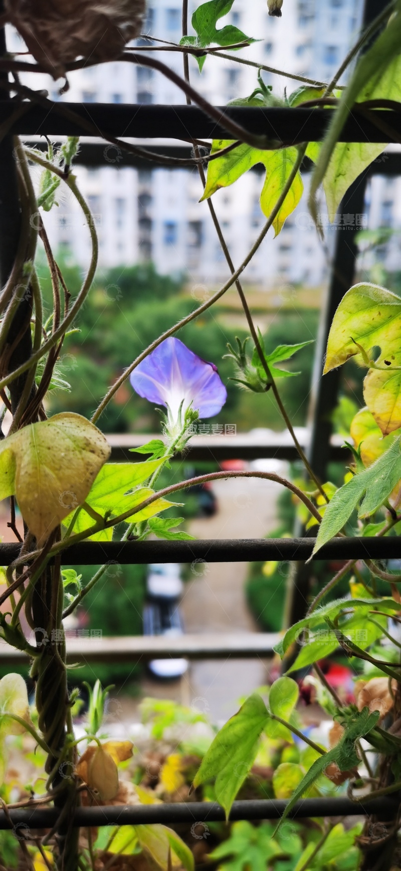 高清大图下载【趣麦麦图】城市阳台紫花绽放
