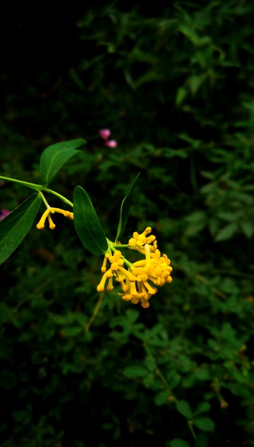 自然野生黄花朵摄影