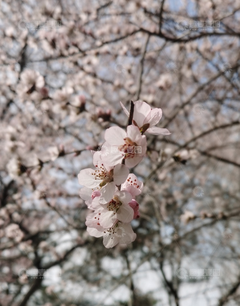 高清大图下载【趣麦麦图】春日樱花绽放美景摄影