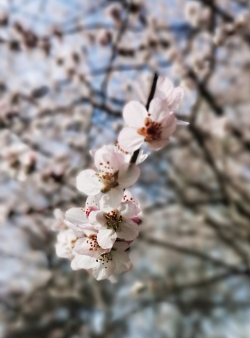 春日桃花盛开美景摄影1
