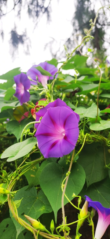 紫花盛放绿叶间