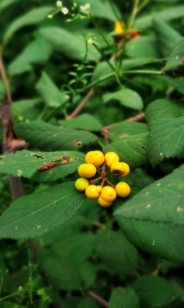绿丛中的黄色浆果