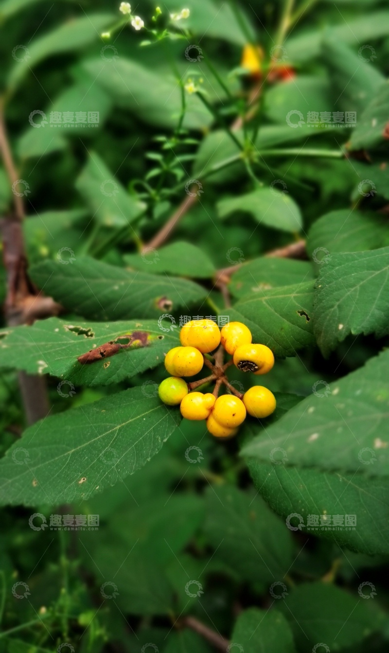 高清大图下载【趣麦麦图】绿丛中的黄色浆果