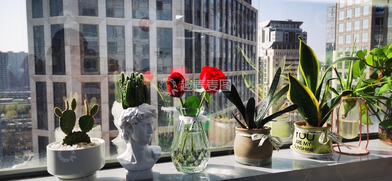 高清大图下载【趣麦麦图】城市窗台绿植装饰