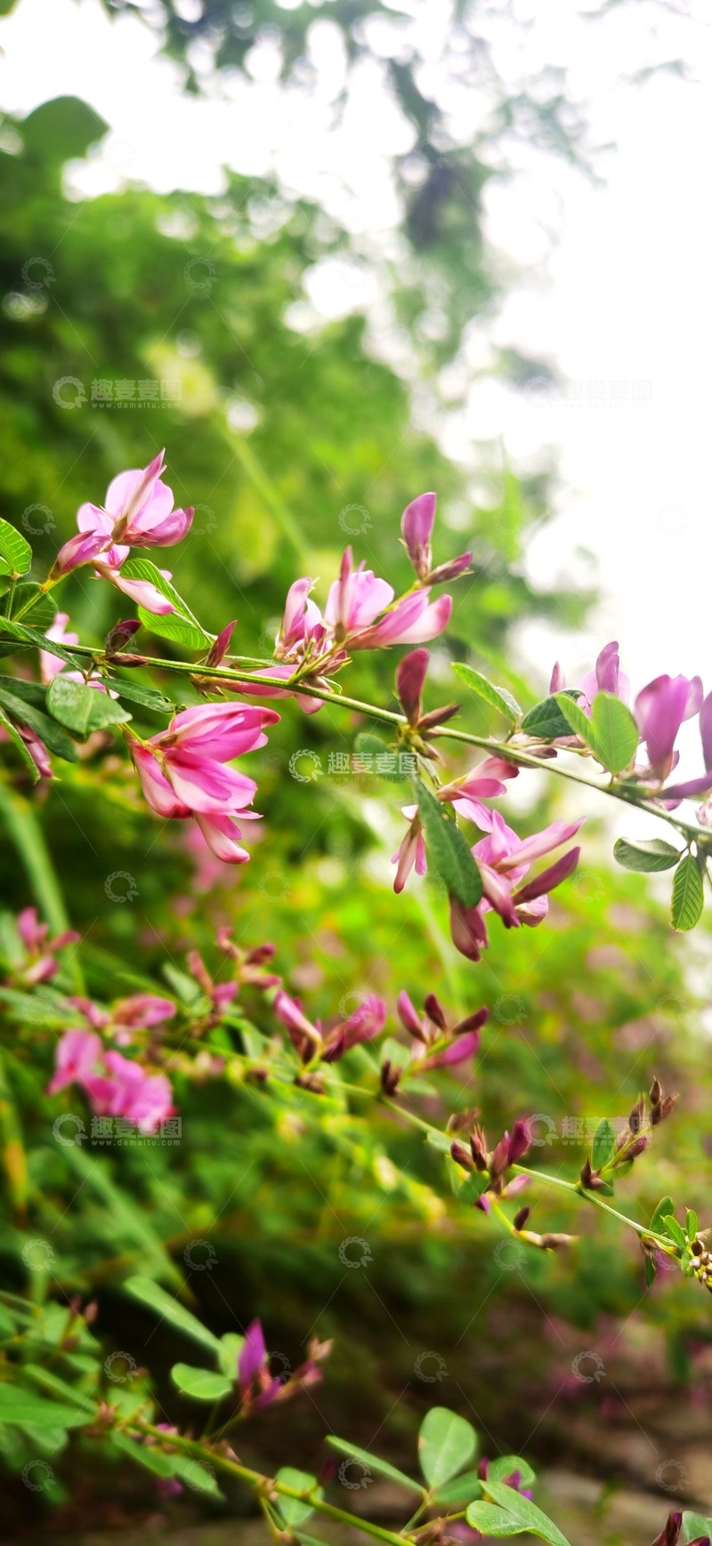 高清大图下载【趣麦麦图】春日绽放粉红花枝