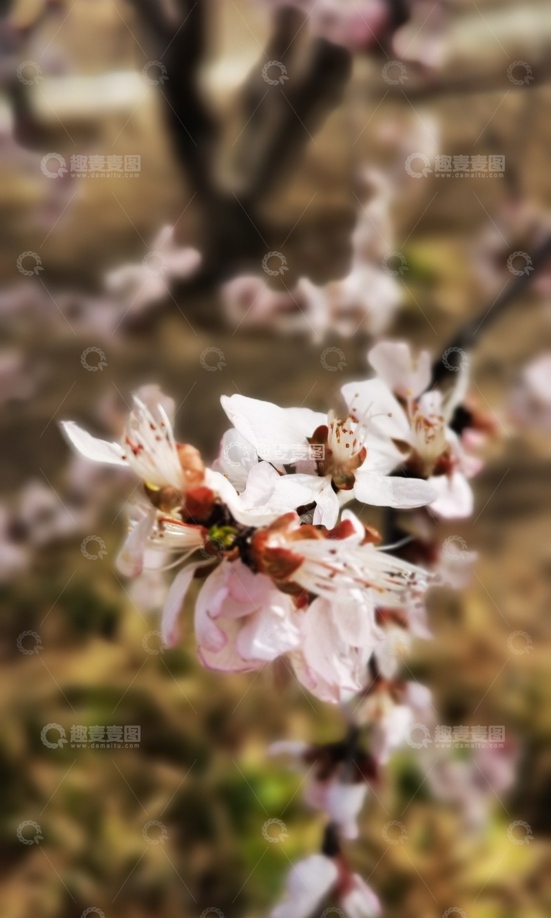 高清大图下载【趣麦麦图】春日桃花盛开美景摄影