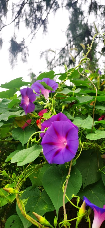 紫色牵牛花盛开