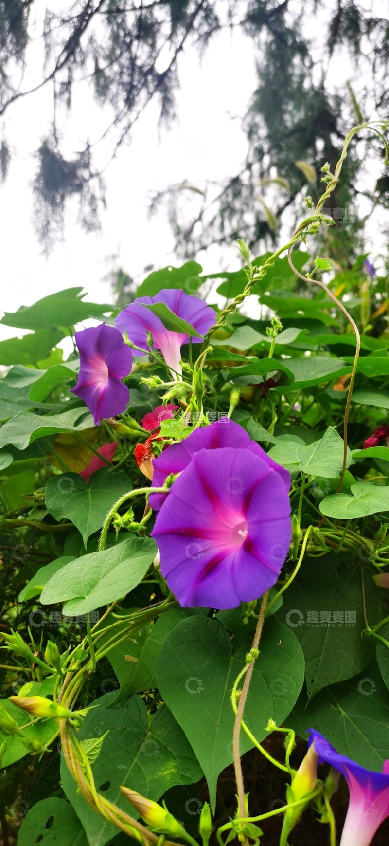 高清大图下载【趣麦麦图】紫色牵牛花盛开