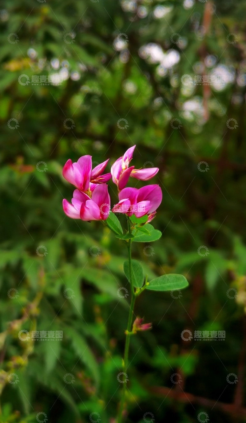 高清大图下载【趣麦麦图】粉红花朵特写自然摄影