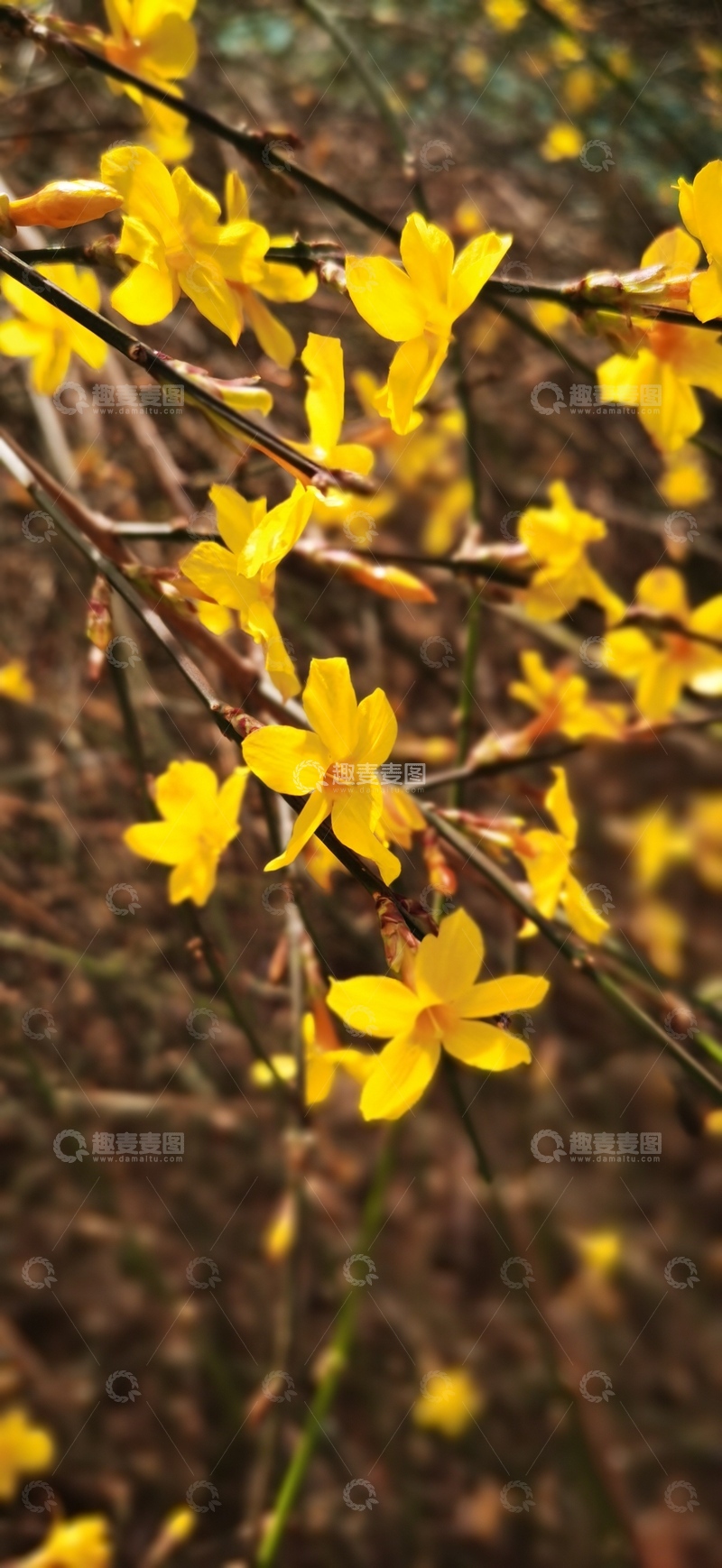 高清大图下载【趣麦麦图】迎春花开春日盛景自然摄影