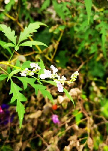绿意盎然白花绽放自然风景