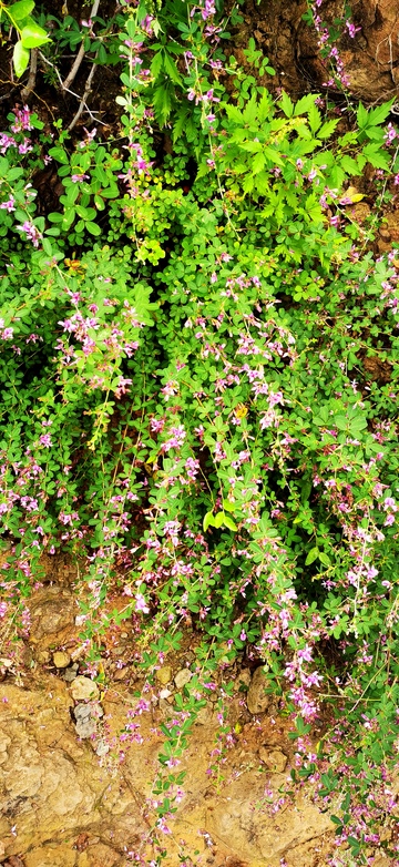 野趣盎然岩石绿植风景