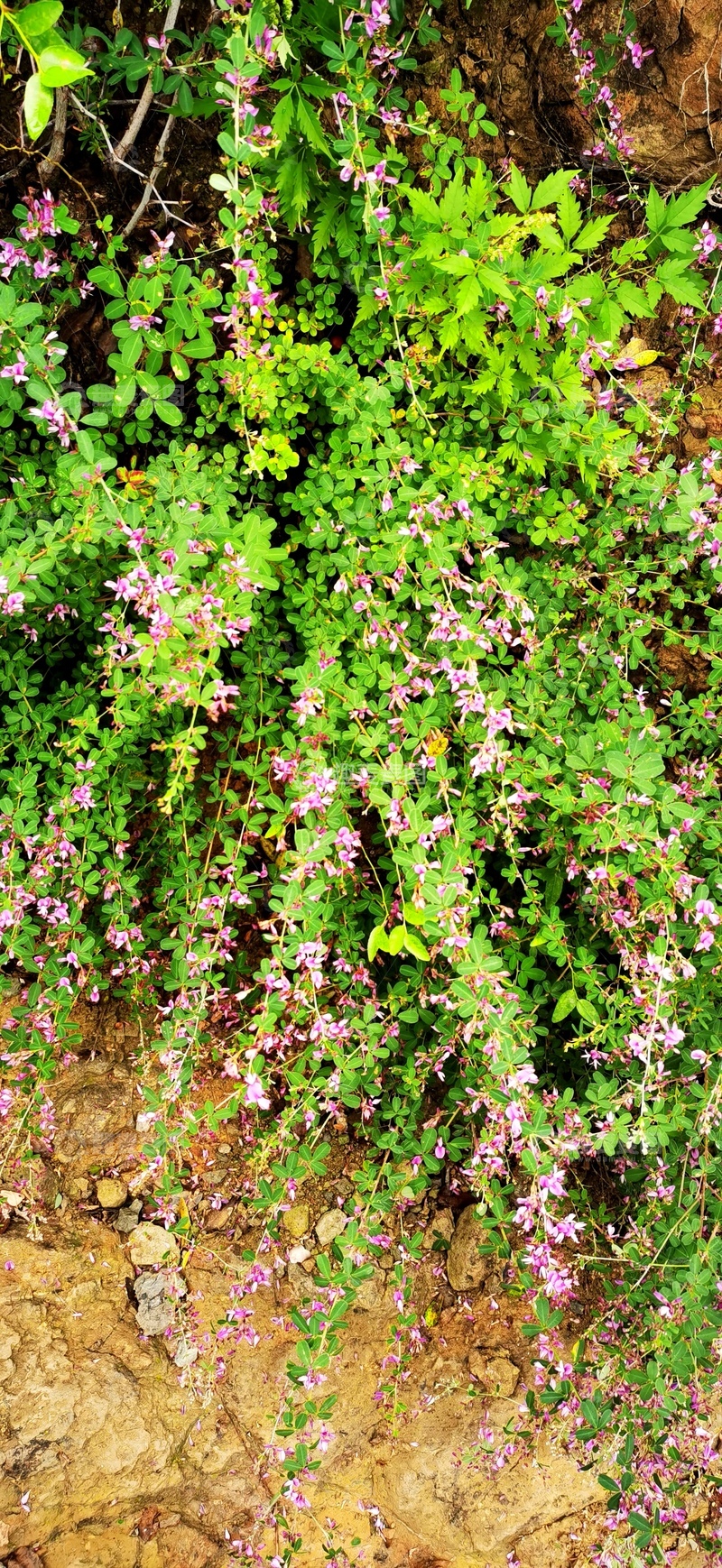 高清大图下载【趣麦麦图】野趣盎然岩石绿植风景