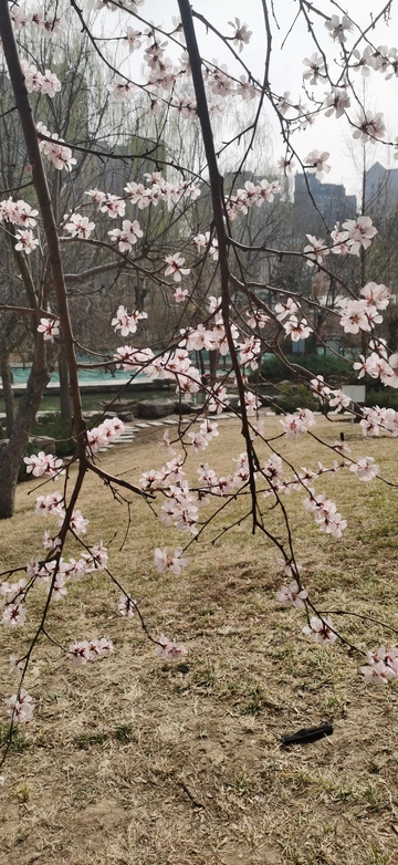 早春公园樱花盛开美景