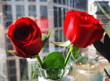 玻璃瓶红玫瑰特写