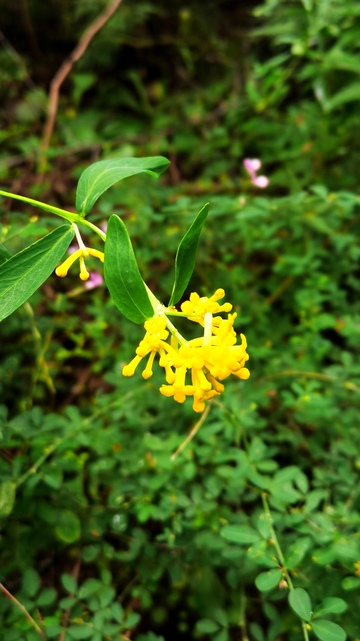 野外黄花植物特写