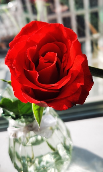 红玫瑰透明花瓶特写