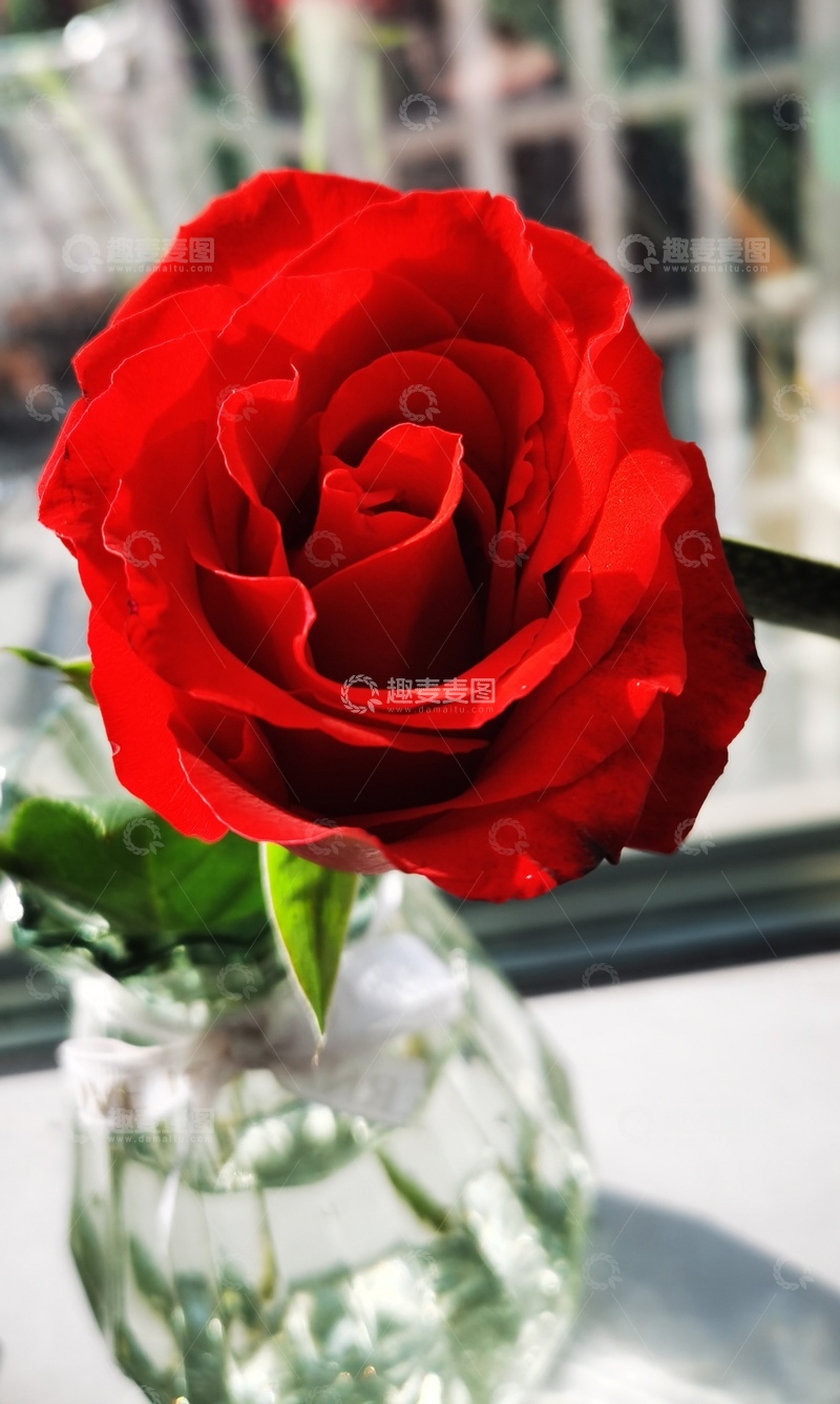 高清大图下载【趣麦麦图】红玫瑰透明花瓶特写