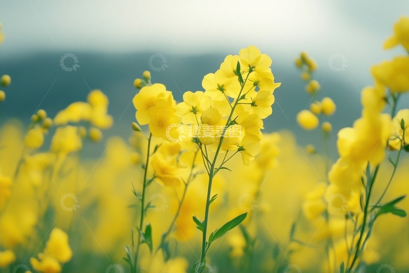 高清大图下载【趣麦麦图】黄色的油菜花花田