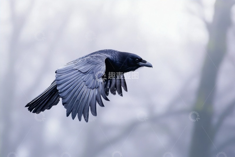 高清大图下载【趣麦麦图】飞翔在天空的乌鸦