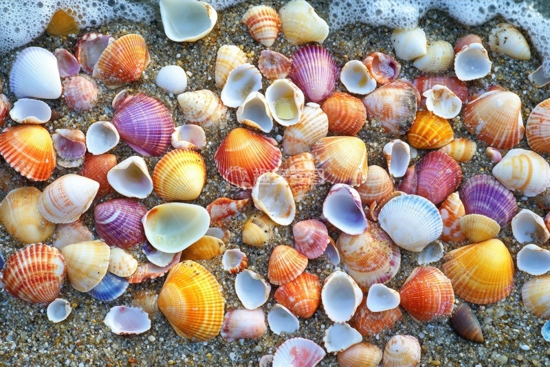 高清大图下载【趣麦麦图】大海边的一堆五彩贝壳