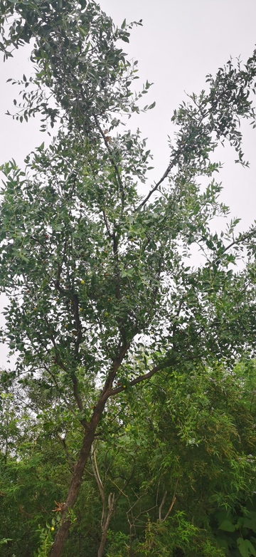 绿色树木自然风光摄影